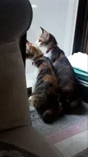 グミ