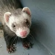 たらちゃん
