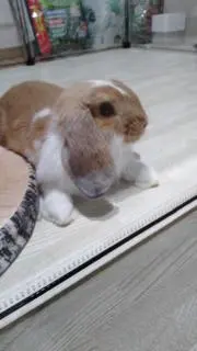 ロップイヤー