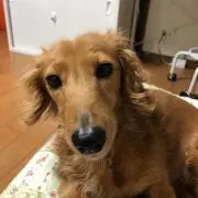 うずらさん