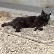 しゅ