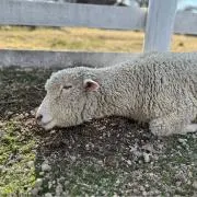 よっぴーの画像