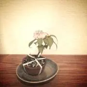 ゆきあやな