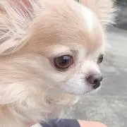 べあべあの画像