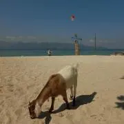 プタリーの画像