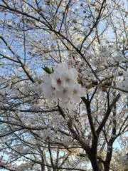 さくらの画像