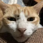 河野
