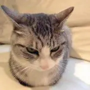 しろきちの画像