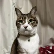にゃんこの画像