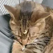 DroPの画像