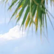 たまごの画像