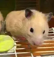 ハムの画像