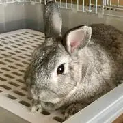 うさぎのミミの画像