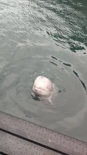 パンダコパンダの画像