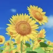 スピンの画像