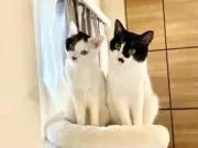 なごみの画像