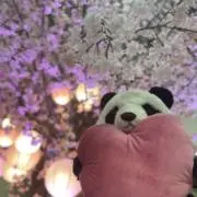 サクラスキーの画像