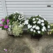 みかん