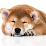 ちゃんの画像