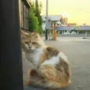 ぼん