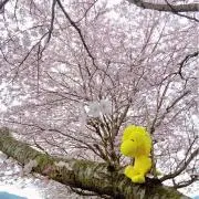 ともとも