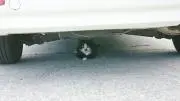 おちゃまるの画像