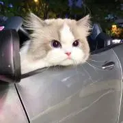 10の画像