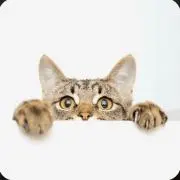 みぃの画像