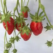 Nkの画像