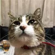 キンタ