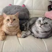 ミルココの画像