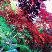 藍紅。の画像