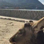つなまよ