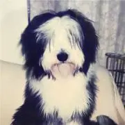 ちへーたの画像