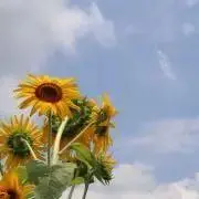 rinoaの画像
