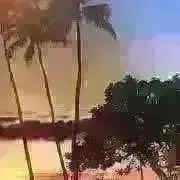 ムーチャン(次回発送7月6日)の画像