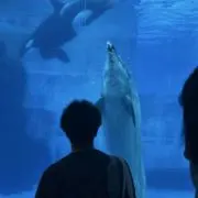 ろべるたの画像