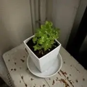 けいだいの画像