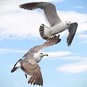 masumimandesuの画像