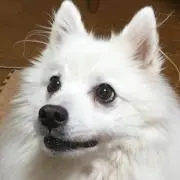 ゆきの画像