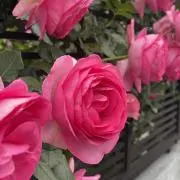 ECSの画像
