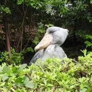 ぷぅ