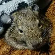 にんこの画像