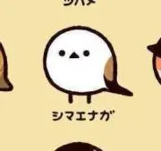 しー坊の画像