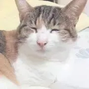 ナナ