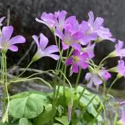 はる