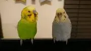 こゆささん