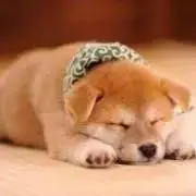 sの画像