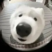 ウメ吉の画像