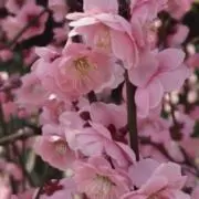 キセキ☆の画像